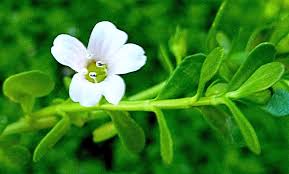 Image result for Bacopa