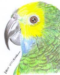 Loro A Lapices De Colores Loro Dibujo Loros Lapices De Colores