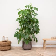 Image result for Schefflera