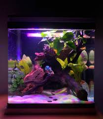 Throughout history, the betta fish or siamese fighting fish was continuously bred for its territorial aggression. My Jungle Theme Betta Fish Tank Still A Beginner To The Hobby Would Love Some Advice Thanks Plantedtank