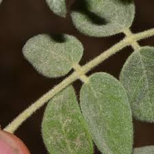 Image result for Zygophyllaceae