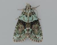 Image result for Cryphia algae