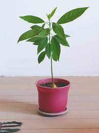 Yes, you can grow your own avocado tree from a pit—if you have patience. Avocado Repotting Guide When And How To Repot An Avocado