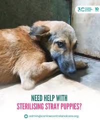 Image result for what do Cheyletiella look like in dog fur