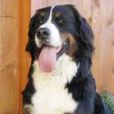 Jahrhunderts wurde der erste zuchtverband gegründet und man nannte kurze zeit darauf die dürrbächler in „berner sennenhunde um. Passt Der Berner Sennenhund Zu Mir Alle Sennenhunde