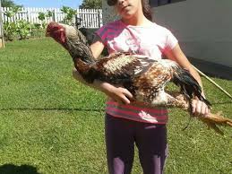 Pin By Kay Lee On My Chickens Pet Chickens Chicken Breeds Beautiful Chickens