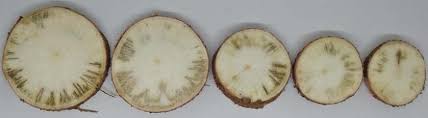 Postharvest physiological deterioration in cassava: potential problems,  possible inhibition, and resistant level identification