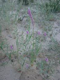 Image result for Hermbstaedtia fleckii