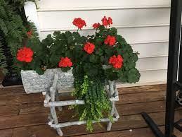 Check spelling or type a new query. Red Geraniums And Creeping Jenny In A Martha Stewart Planter Red Geraniums Creeping Jenny Geraniums