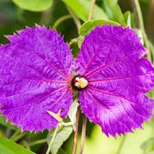 Image result for Dalechampia capensis