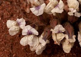 Image result for Pearsonia