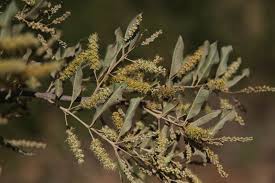 Image result for Combretum imberbe