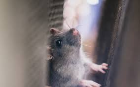 5 Easy Tips To Get Rid Of Mice In Your Attic Orkin Canada