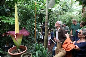 Der botanische garten salzburg beheimatet aufgrund seiner die titanenwurz, amorphophallus titanum, eine der spektakulärsten pflanzen der welt, hat zum ersten mal in österreich geblüht. Titanenwurz In Der Kolner Flora Schlange Stehen Fur Den Titanenfurz Kolner Stadt Anzeiger