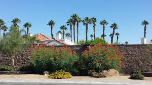 Image result for Caesalpinia rostrata