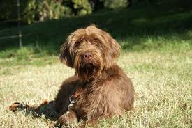 We did not find results for: Pin By Shawn O Brien On Pudelpointers Hunting Dogs Hound Dog Dogs
