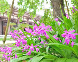 Plants To Create Your Own Japanese Garden Farmer Gracy S Blog