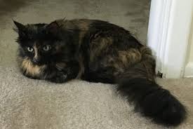 It's crucial to find an apartment that'll work for both you and your pet. Adopted Millie Stunning Maine Coon Mix Pittsburgh Pa