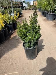 Image result for Myrsine africana