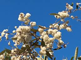 Image result for Tarchonanthus trilobus