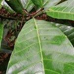 Image result for Tabernaemontana crassa