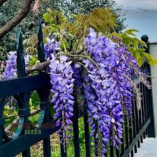 Image result for Wisteria