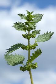 Image result for Urtica urens