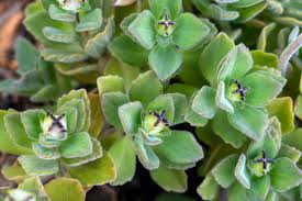 Image result for Coleus caninus