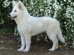 Hailock is 28 tall and 125 lbs. 5 Common Questions About The White German Shepherd Animalso