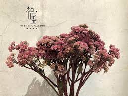 進口紅色長壽花imported red kalanchoe 目前長壽花的顏色有三種綠色 粉色 紅色紅色是比較 少見的顏色長壽花最特別的是每一個小花苞中的顏色深淺都不太一樣每週少量到貨有任何疑問歡迎私訊我們