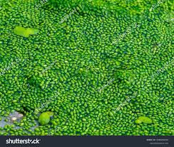 Image result for Wolffia arrhiza