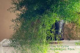 Image result for Asparagus schroederi