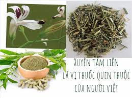 Xuyên tâm liên dược liệu. Qpxal7azscahqm