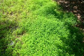 Image result for Volusia resupinata