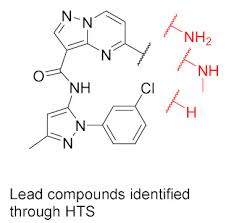 Image result for Equilabium petiolare