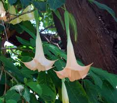 Image result for Aeollanthus suaveolens