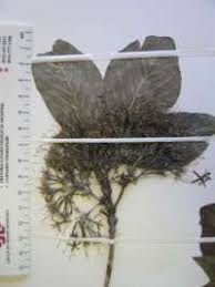 Image result for Pavetta eylesii