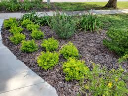 Check spelling or type a new query. Add A Pop Of Color To Your Landscape With Gold Mound Duranta Gardening In The Panhandle