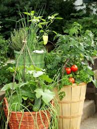 These printable plans include a cut diagram, 3d models of each step, and detailed instructions in a checklist format so you can keep track of your progress! Container Tomato Gardening A Comprehensive Guide Dengarden