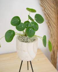Pilea Peperomioides Or Chinese Money Plant We Ve Heard That If You Put A Coin Into The Soil Of One Of These Plants It Will Bring You Good Fortune No Piante