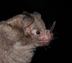 Image result for Batia internella