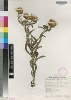 Image result for Vernonia adoensis