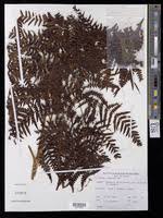 Image result for Pteris tripartita
