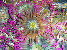 We did not find results for: Oregon Coast Tide Pools The Complete Guide