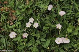 Image result for Convolvulus arvensis