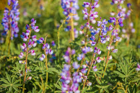 Maas Family Nature Preserve