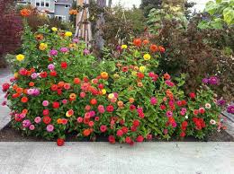 Zinnia Flower Bed These Are Great For Austin Winters Small Flower Gardens Flower Landscape Flower Garden Design