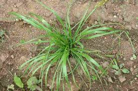 Image result for Lolium multiflorum