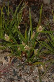 Image result for Xyris aristata