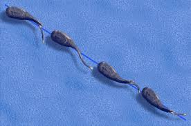 Image result for Vepris sansibarensis